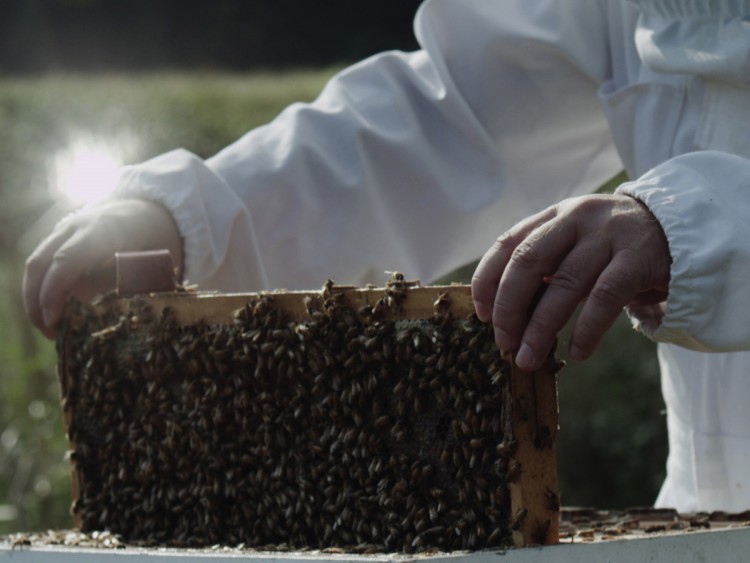 Beekeepers try to keep bees – and livelihoods – from going extinct