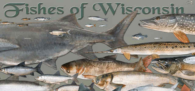 Wisconsin_fishy