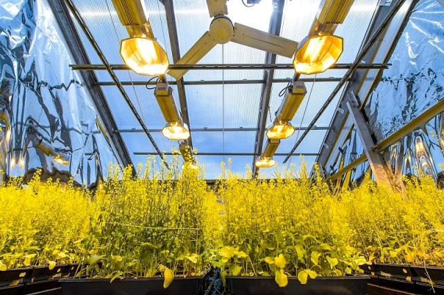 Flats of the rapid-cycling Brassica plant are housed in a greenhouse run by Hedi Baxter Lauffer, director of the Wisconsin Fast Plants Program in the Biotron Laboratory at the University of Wisconsin-Madison on Aug. 4, 2015. The seeds from these plants are distributed to researchers around the world. The Biotron Laboratory offers controlled testing environments for academic and commercial clients in plant, animal and materials research at UW-Madison. (Photo by Bryce Richter / UW-Madison)