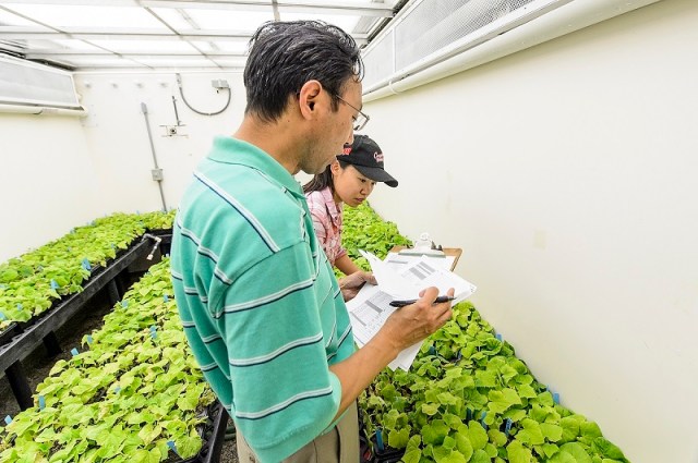 Yin Weng (left), associate professor of horticulture, and graduate student Yuhui Wang score cucumber plants for responses to inoculation of the cucumber pathogen target leaf spot in a controlled environmental room at the Biotron Laboratory at the University of Wisconsin-Madison on Aug. 4, 2015. The Biotron Laboratory offers controlled testing environments for academic and commercial clients in plant, animal and materials research at UW-Madison. (Photo by Bryce Richter / UW-Madison)