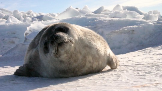 Antarctic Weddell seal looks quizzically into the cameray