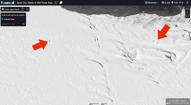 Satellite image from University of Minnesota's census of Antarctic Seals
