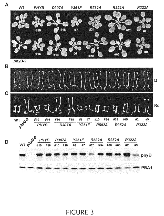 WARF patent drawing for plant growing method using altered phytochromes