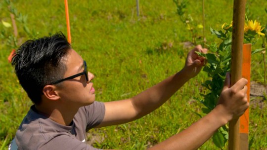 Researcher at the University of Minnesota's Forever Green Initiative working in the field on a new crop.