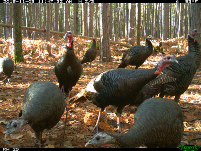 University of Michigan and ZoomIN capture an image of wild turkeys