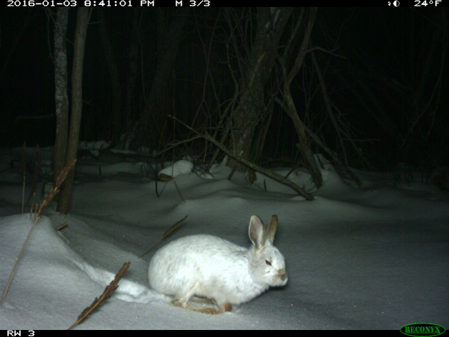 A white rabbit capture by a University of Michigan wildlife camera.