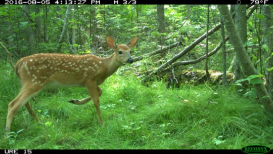 White-tailed deer spotted by the University of Michigan camera traps at the UM Biological Station.