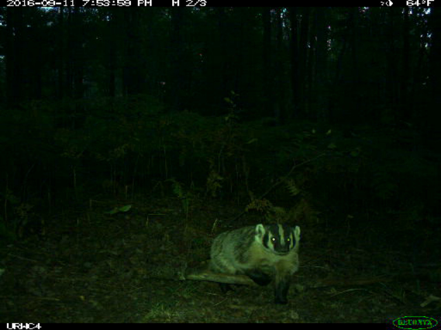 No, it's not a lost Wisconsin fan. It's a native Michigan badger.