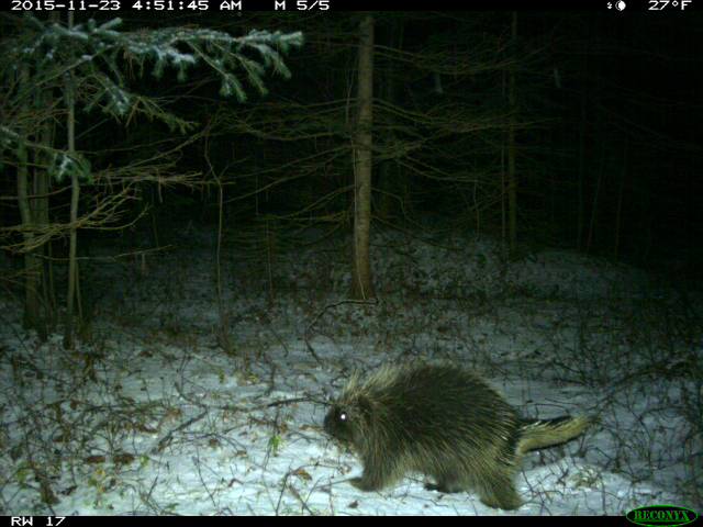 Porcupine walking through the snow