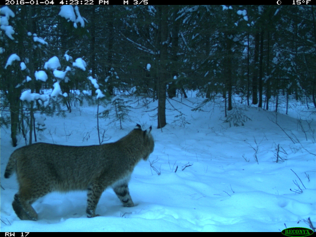 A bobcat walks by a University of Michigan camera trap.
