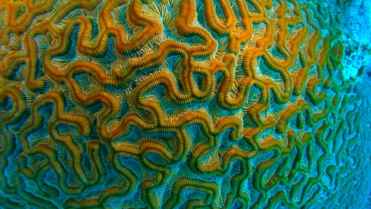 A picture of brain coral which University of Michigan researchers think may hold the key to combating HIV