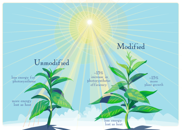 University of Illinois diagram showing Professor Long's work on photosynthesis.