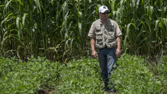 Michigan State University researcher Luis Flores stands in a bean field in Haiti.