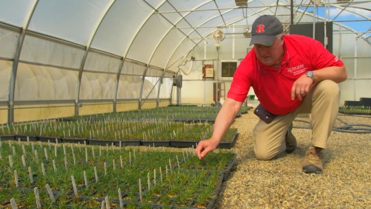 Rutgers University plant biologist working in the Center for Turf Grass Science
