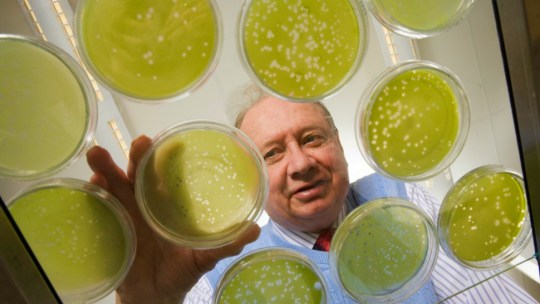 University of Nebraska-Lincoln professor Jame Van Etten works on petri dishes of algae