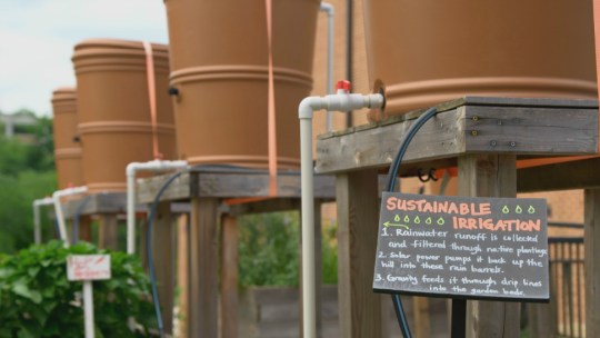 Rain barrels in the University of Maryland Community Learning Garden