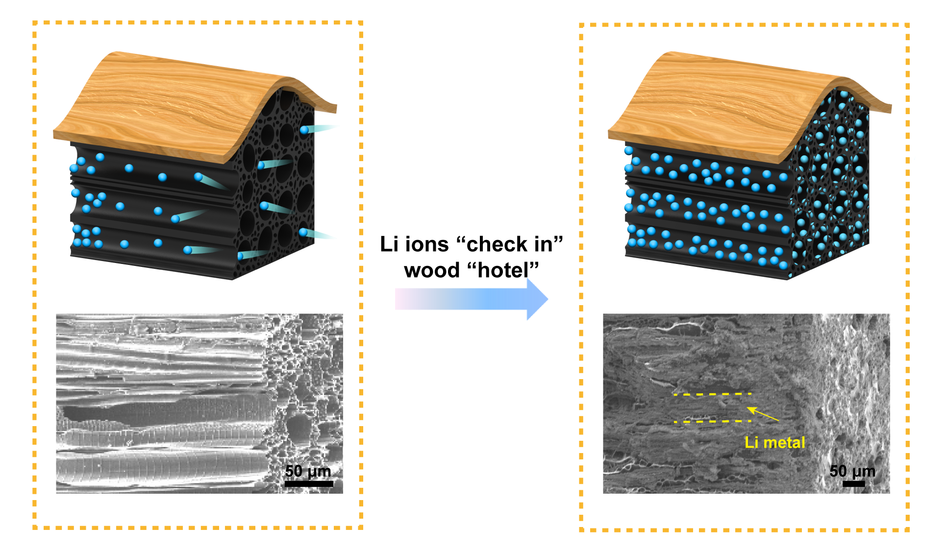 Lithium ions stored in carbonized wood in a University of Maryland battery prototype