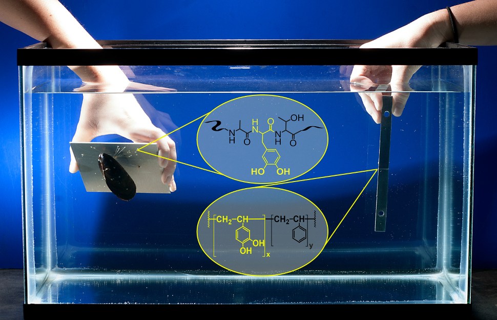 An adhesive that works under water and is modeled after those created by shellfish to stick to surfaces has been shown to be stronger than many commercial glues. At left, a live mussel uses its natural adhesive to stick to an aluminum sheet. At right, two pieces of aluminum are bonded together with the new biomimetic polymer modeled after the animal’s adhesive. Also, chemical structures of the mussel protein and the synthetic polymer are shown.