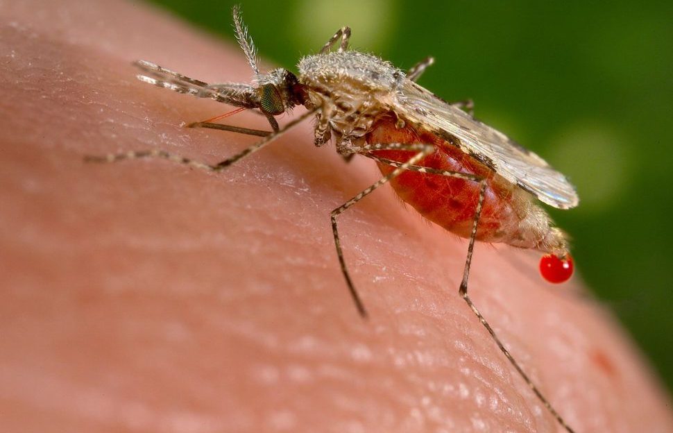 A mosquito gorging on blood.