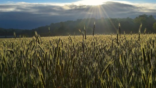 The sun shining on a wheat field.