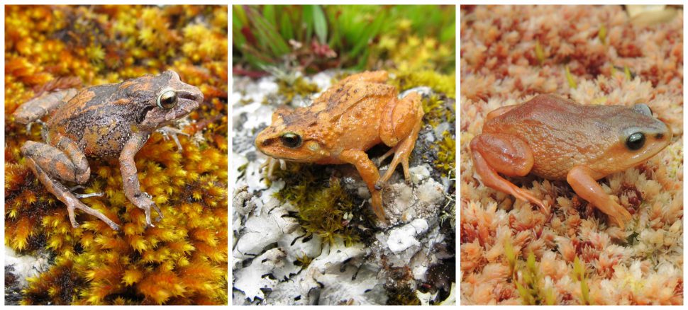 Pictures of the three new rubber frogs discovered in the Peruvian Andes by University of Michigan ecologist Rudolf von May