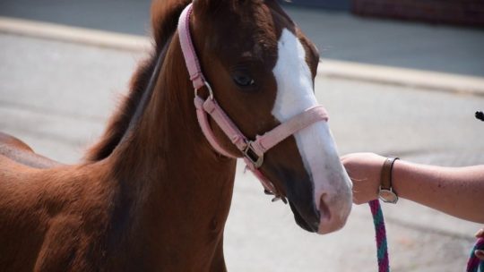 Chalee's Dream jet, a 3-month old foal that Purdue Veterinarians helped to walk correctly.