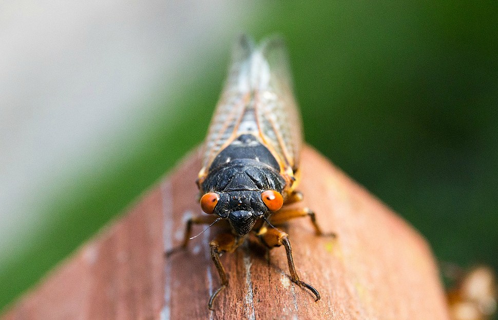 A cicada sits on a piece of wood