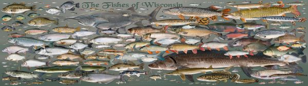 University of Wisconsin Senior Artists Emerita Kandis Elliot's Fishes of Wisconsin poster