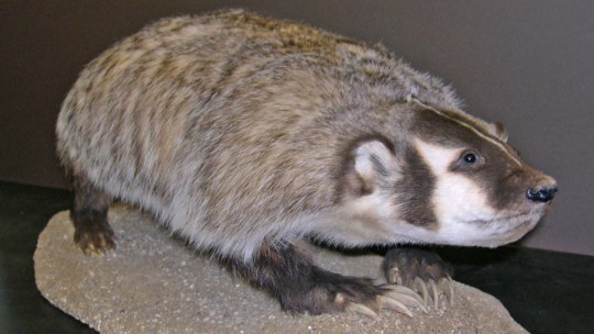 A badger specimen at the University of Wisconsin-Madison Zoological Museum