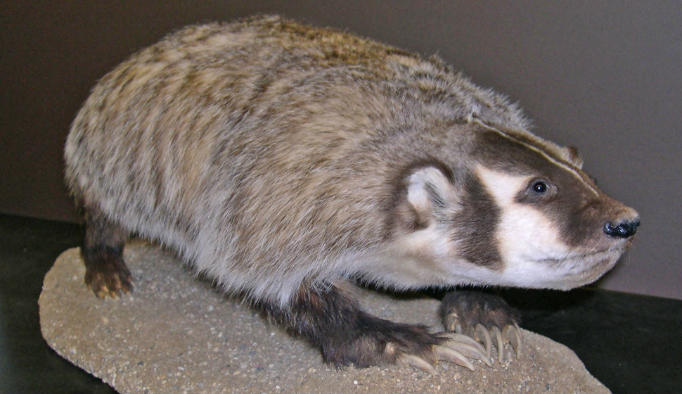 A badger specimen at the University of Wisconsin-Madison Zoological Museum
