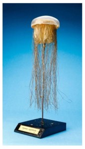 A glass model of a jellyfish from the collections of the University of Wisconsin-Madison Zoological Museum