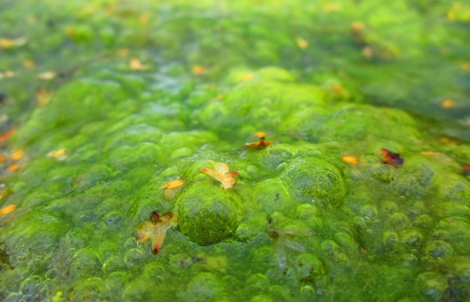 Algae bloom