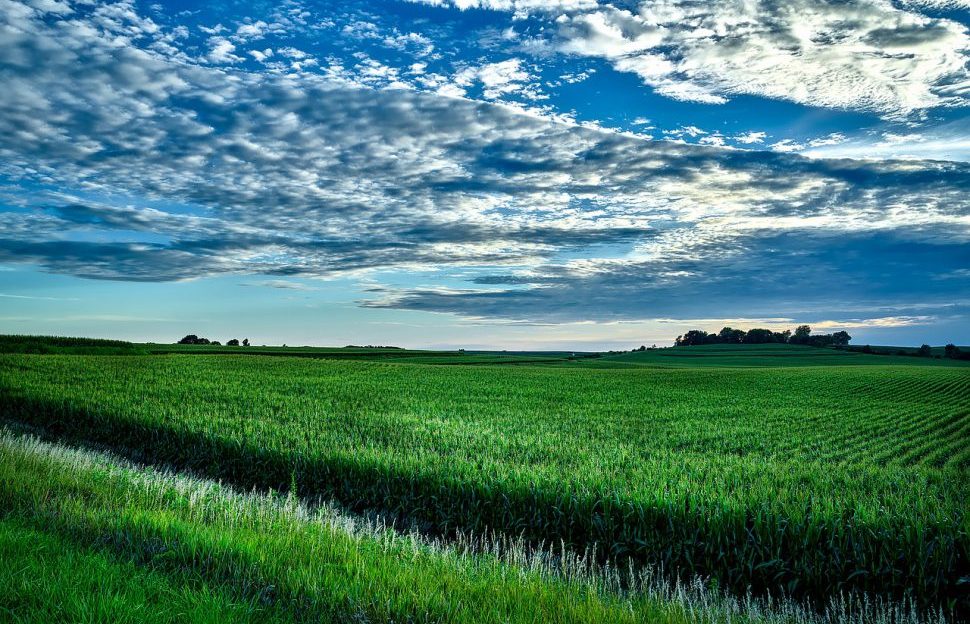 A bucolic Iowa farm field.