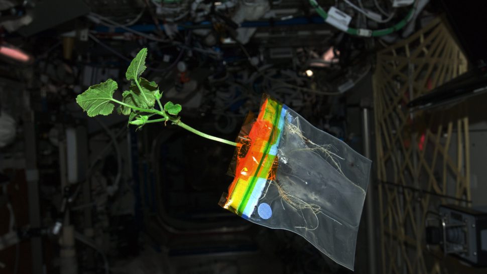 A zucchini growing in space on the international space station.