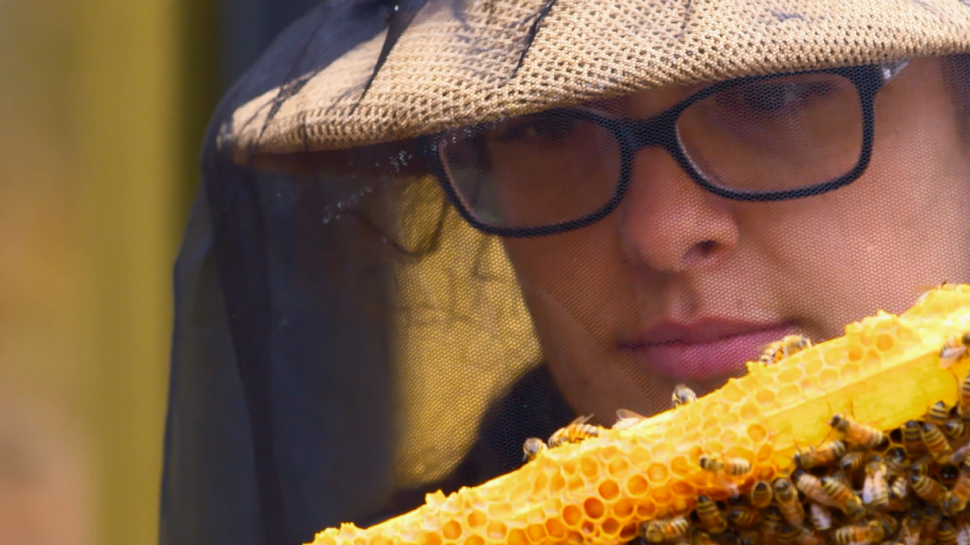 A researcher at the University of Minnesota's Bee Lab looks at bees on a piece of honeycomb.