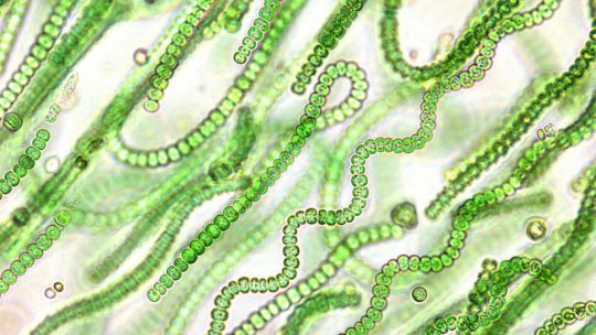 A colony of cyanobacteria