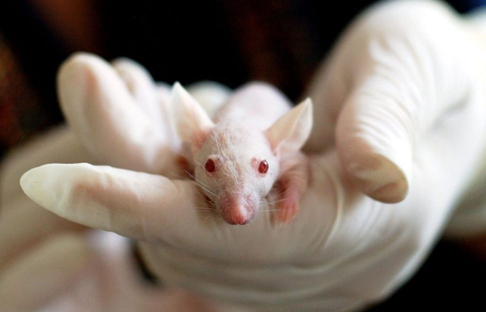 A lab rat in gloved hands