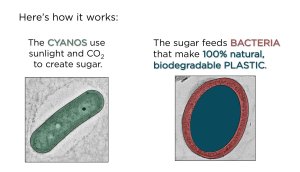 A diagram of how the Michigan State-developed cyanobacteria creates natural plastic.