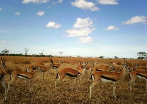 African wildlife on the Serengeti