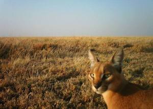 African wildlife 