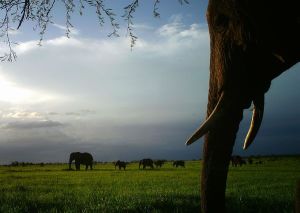 A herd of elephants