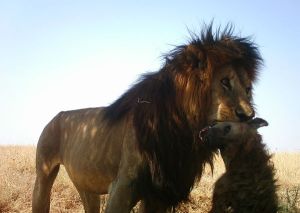 a lion chewing on a hyena