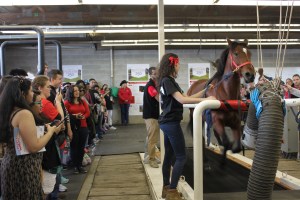 Work being done at the Rutgers Equine Science Center