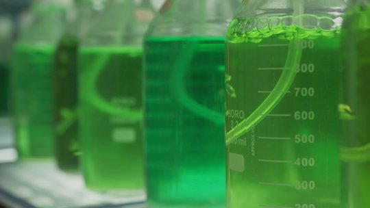 Beakers of algae liquids that University of Michigan researchers are using to great an algal biofuel