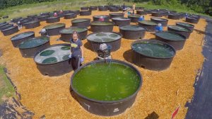 University of Michigan researchers cultivating algae strain in the open for their biofuel project