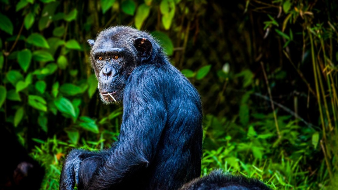 A chimpanzee munching on a stick and looking at the camera