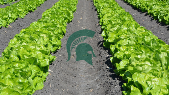 The Michigan State University spartan logo in a field of lettuce