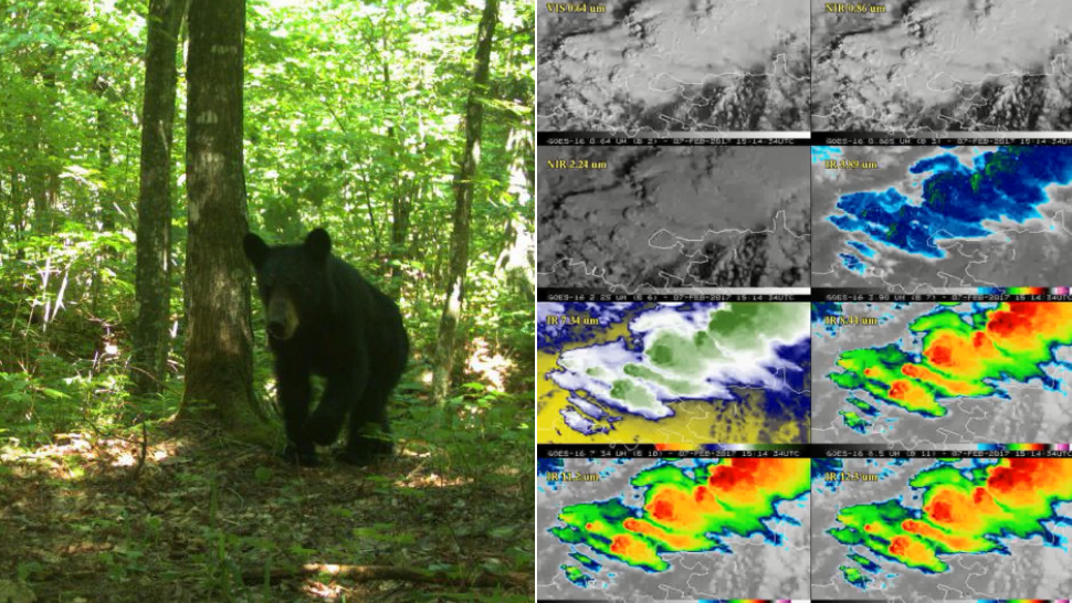 On the left a bear captured during the University of Michigan's statewide carnivore census, and on the right images from University of Wisconsin weather satellites.