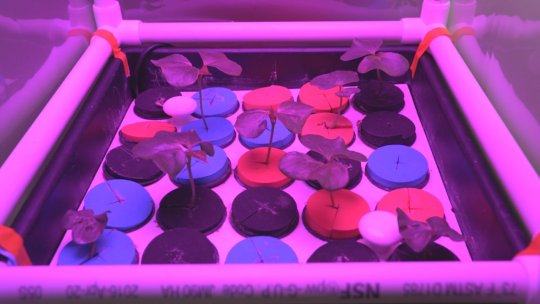 Experimental plant growth from the University of Wisconsin's Gilroy Astrobotany Lab