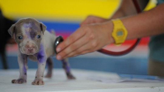 A veterinarian checking out a puppy